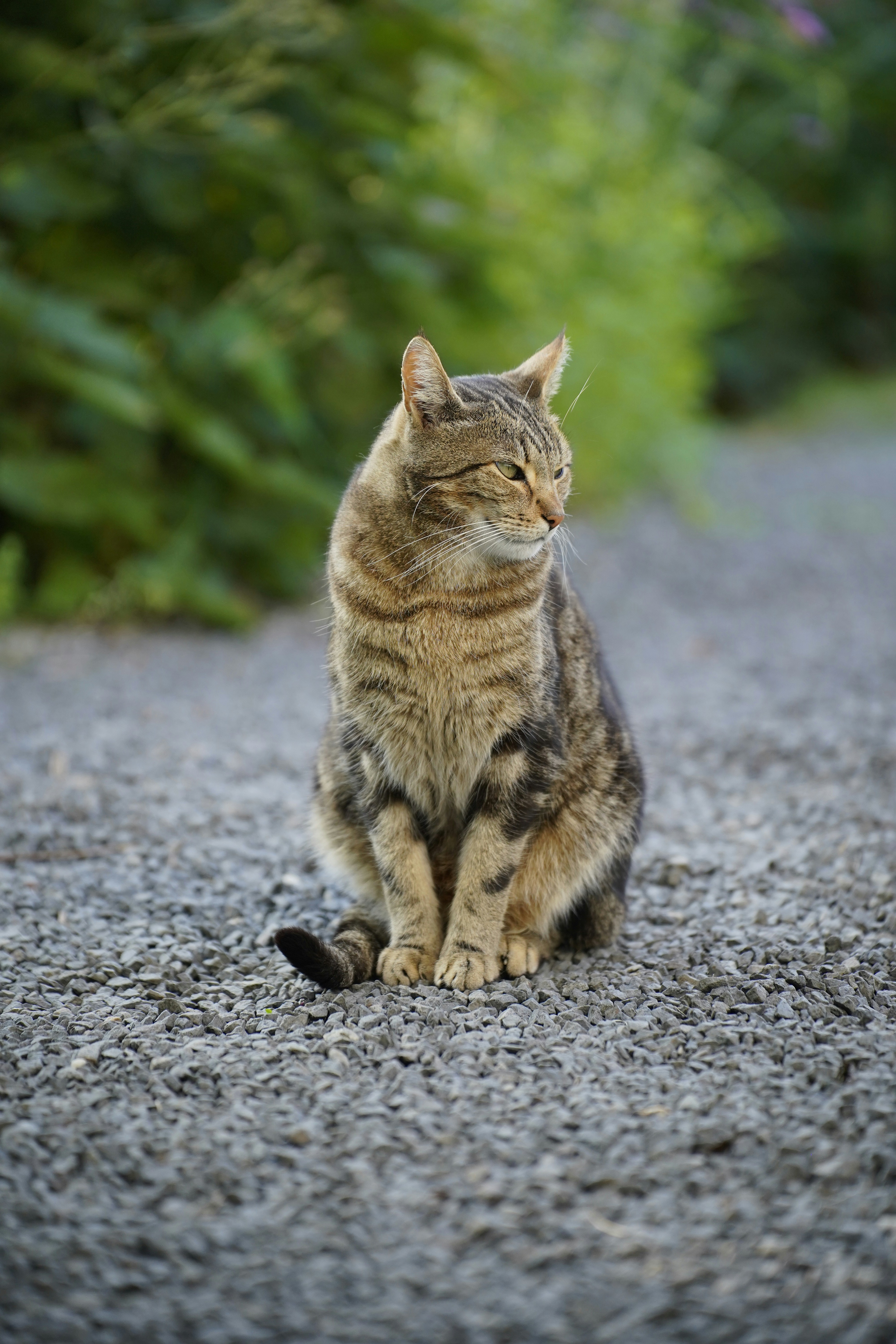 50,000+ Sitting Cat Pictures | Download Free Images on Unsplash