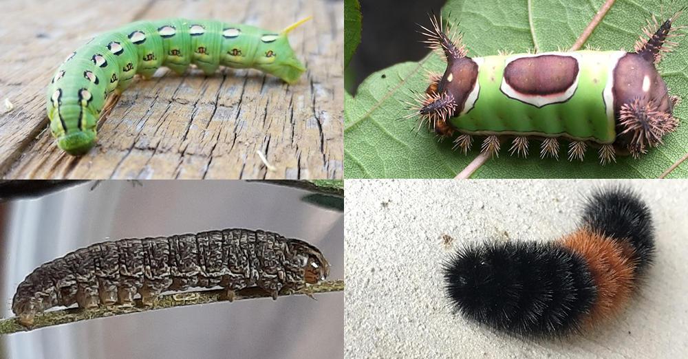 Catch a Glimpse of Caterpillars During National Moth Week