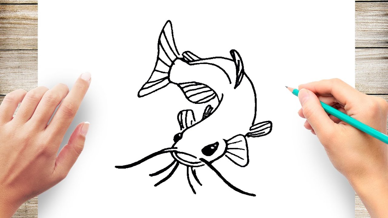 catfish drawing