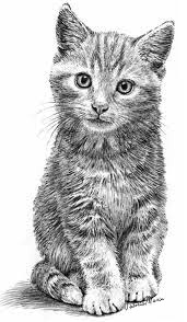 Detailed Cat by MariePhotography2 on DeviantArt