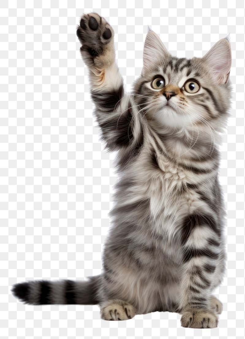 Free Cats Transparent Download Free Cats Transparent Png Images Free 