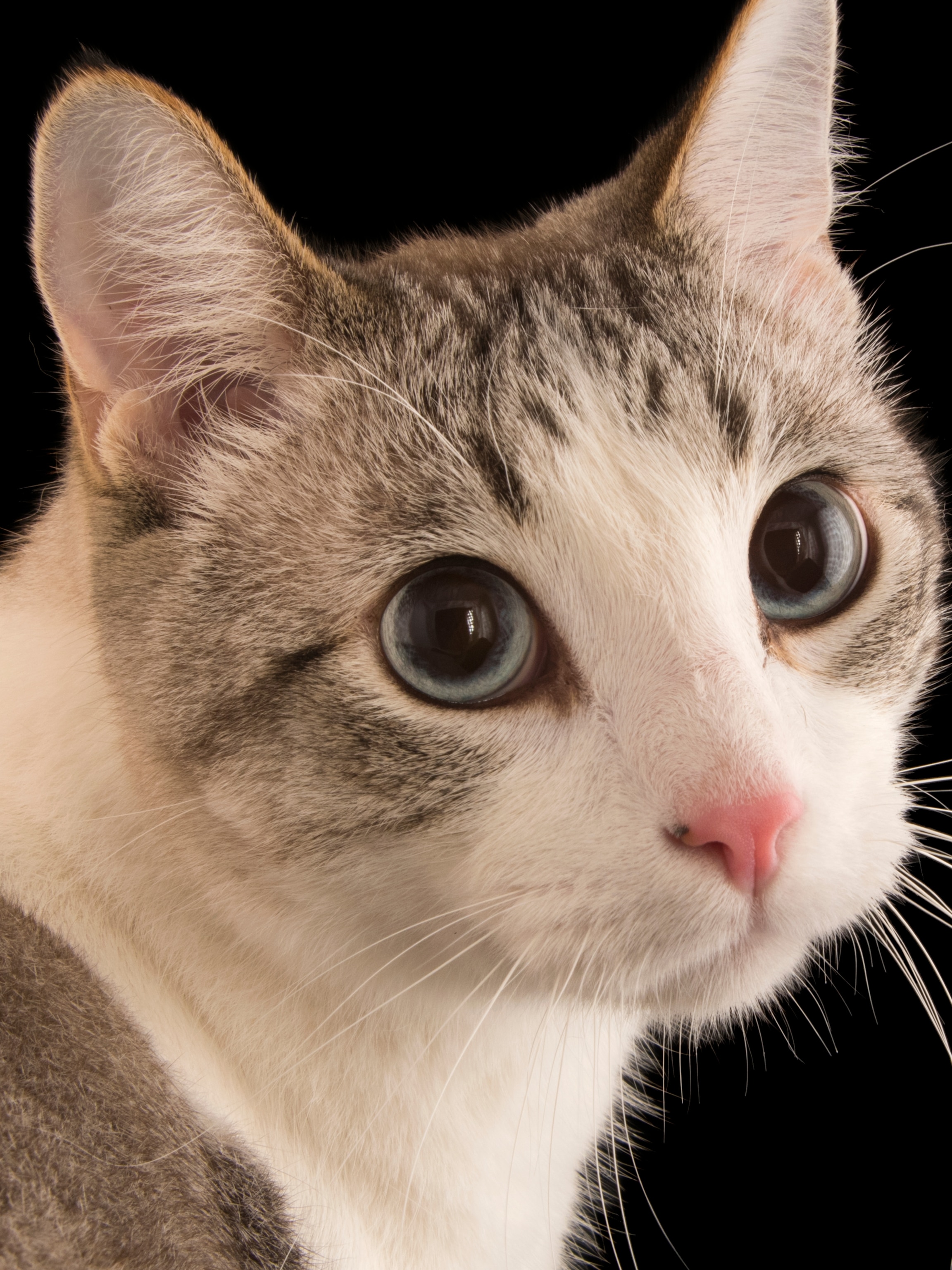 cats
