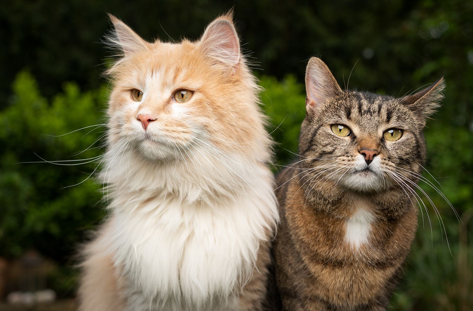 Cat | Breeds, Origins, History, Body Types, Senses, Behavior ...