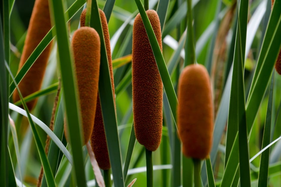 The Many Uses For Wild, Edible Cattails - Farmers Almanac - Plan ...