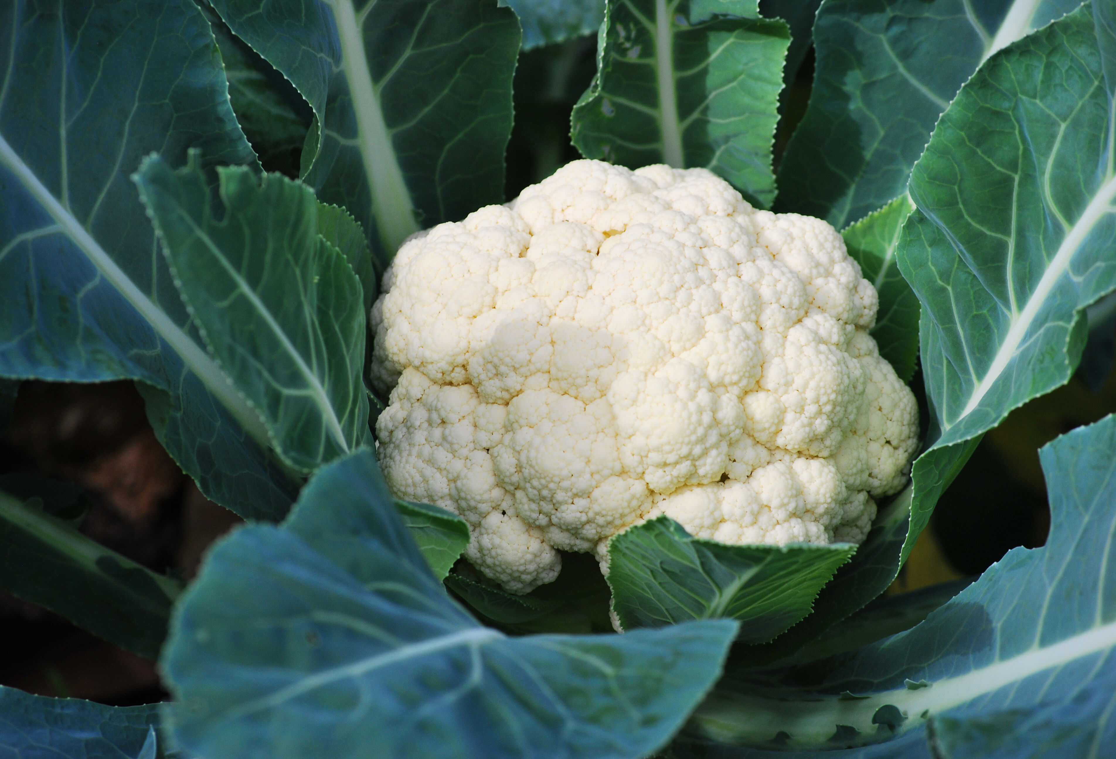 Cauliflower | Koppert UK