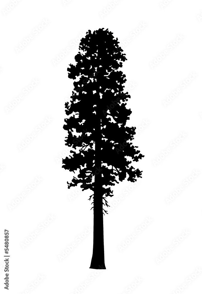 Incense Cedar Tree Silhouette Stock-Illustration | Adobe Stock