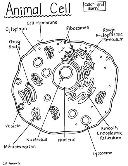 Animal Cell - Printable Coloring Page - Educational &amp; Teaching ...