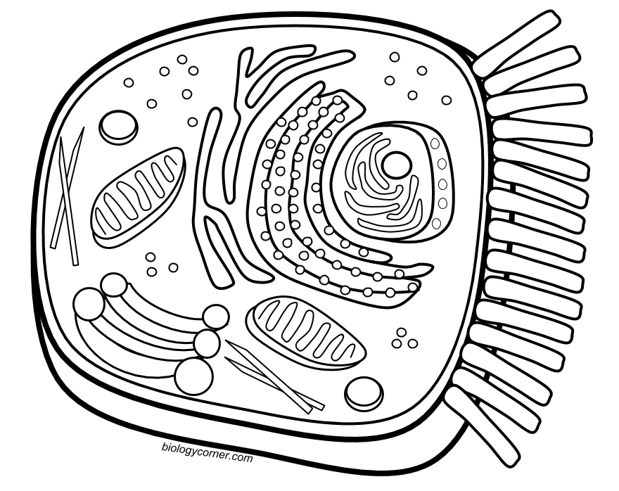 Animal Cell Coloring