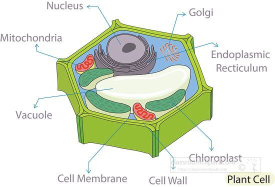 Science Clipart-illustration cross section plant cell diagram clipart