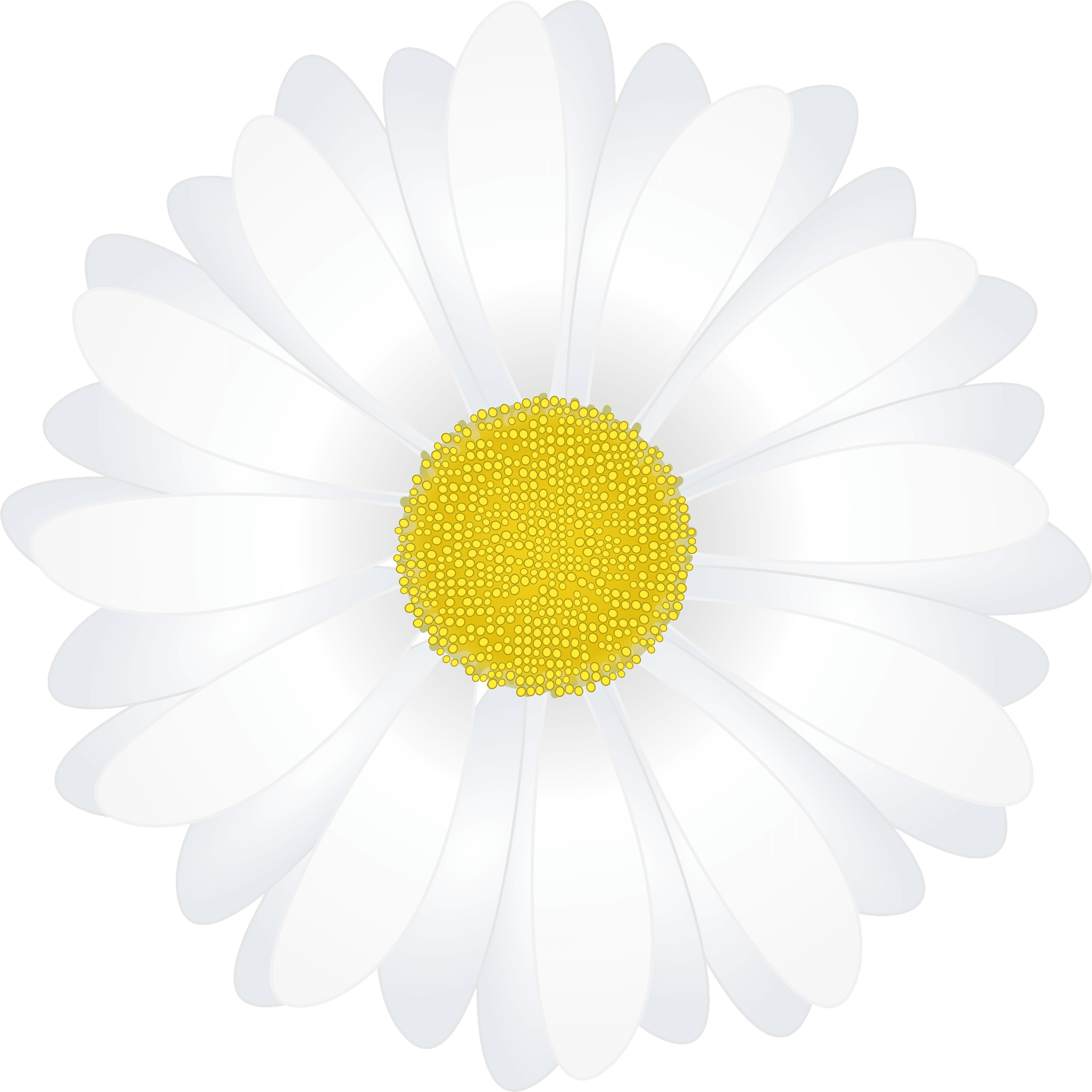 chamomile cliparts 2024