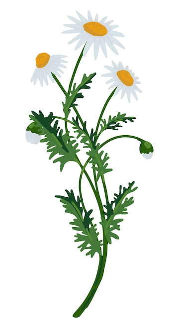 chamomile cliparts