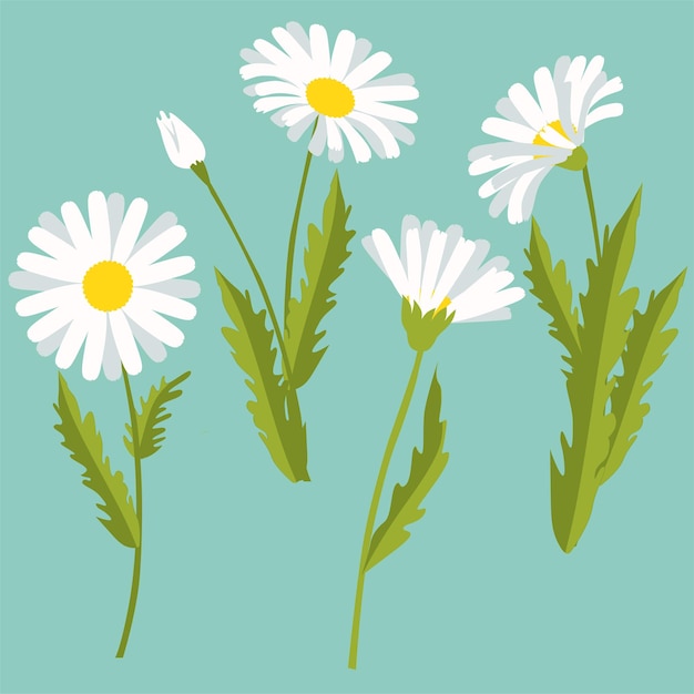 chamomile cliparts