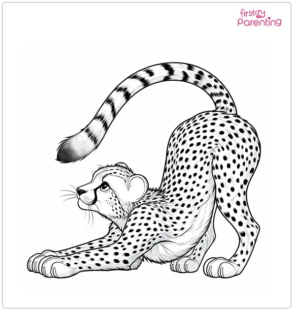 cheetah coloring pictures