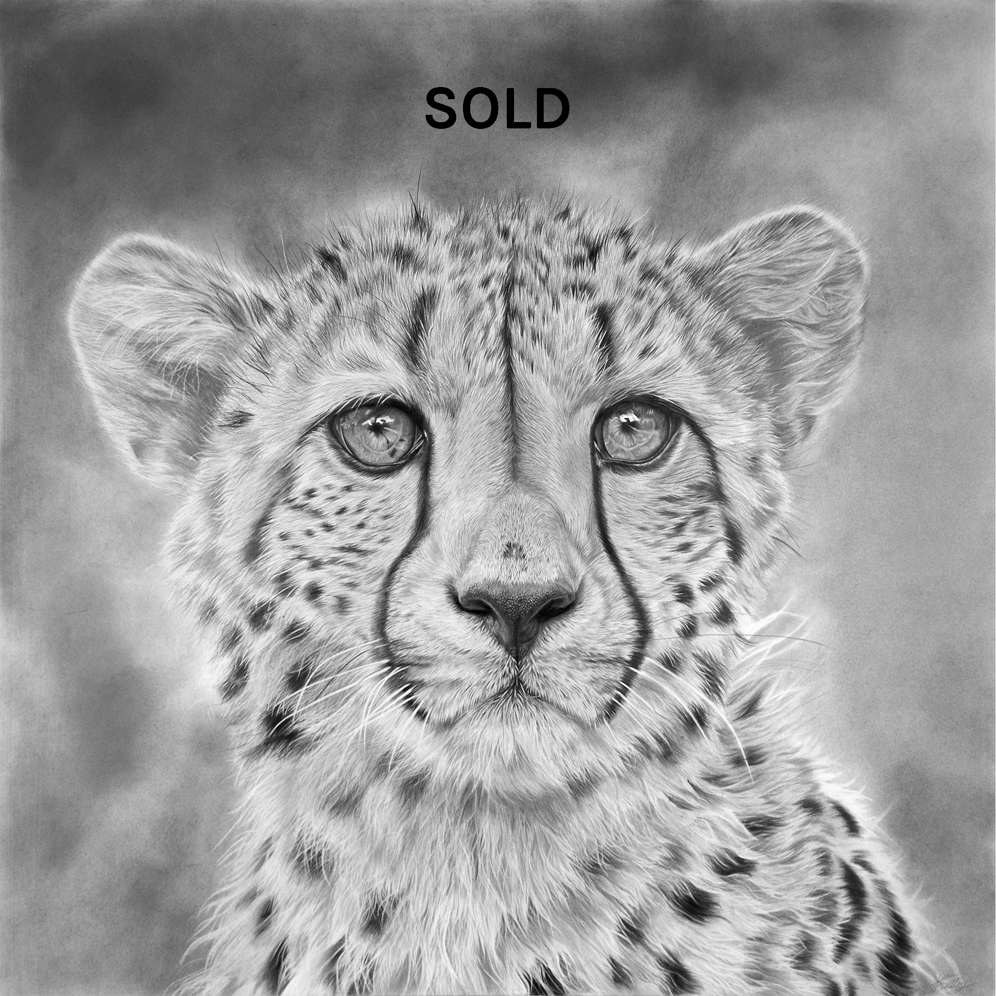 cheetah drawings images