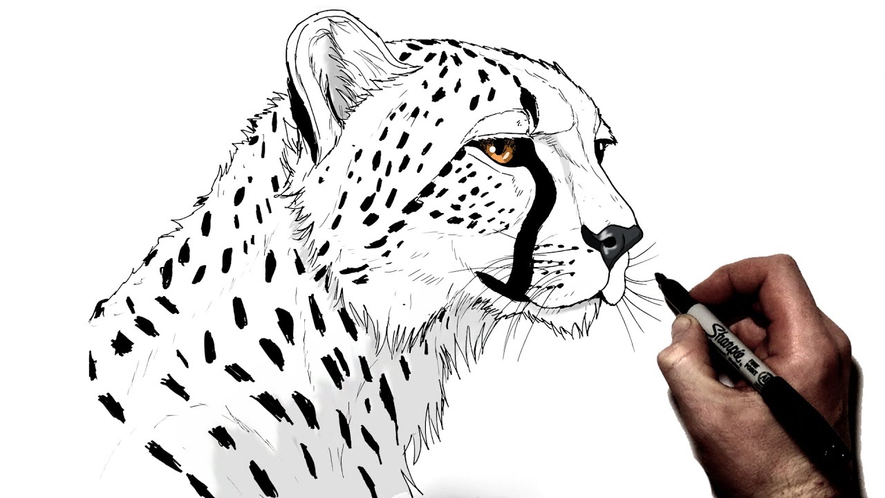 cheetah drawings images