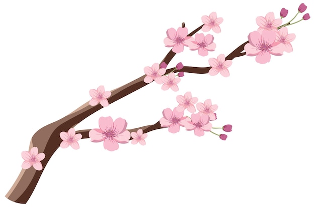 cherry blossom clipart