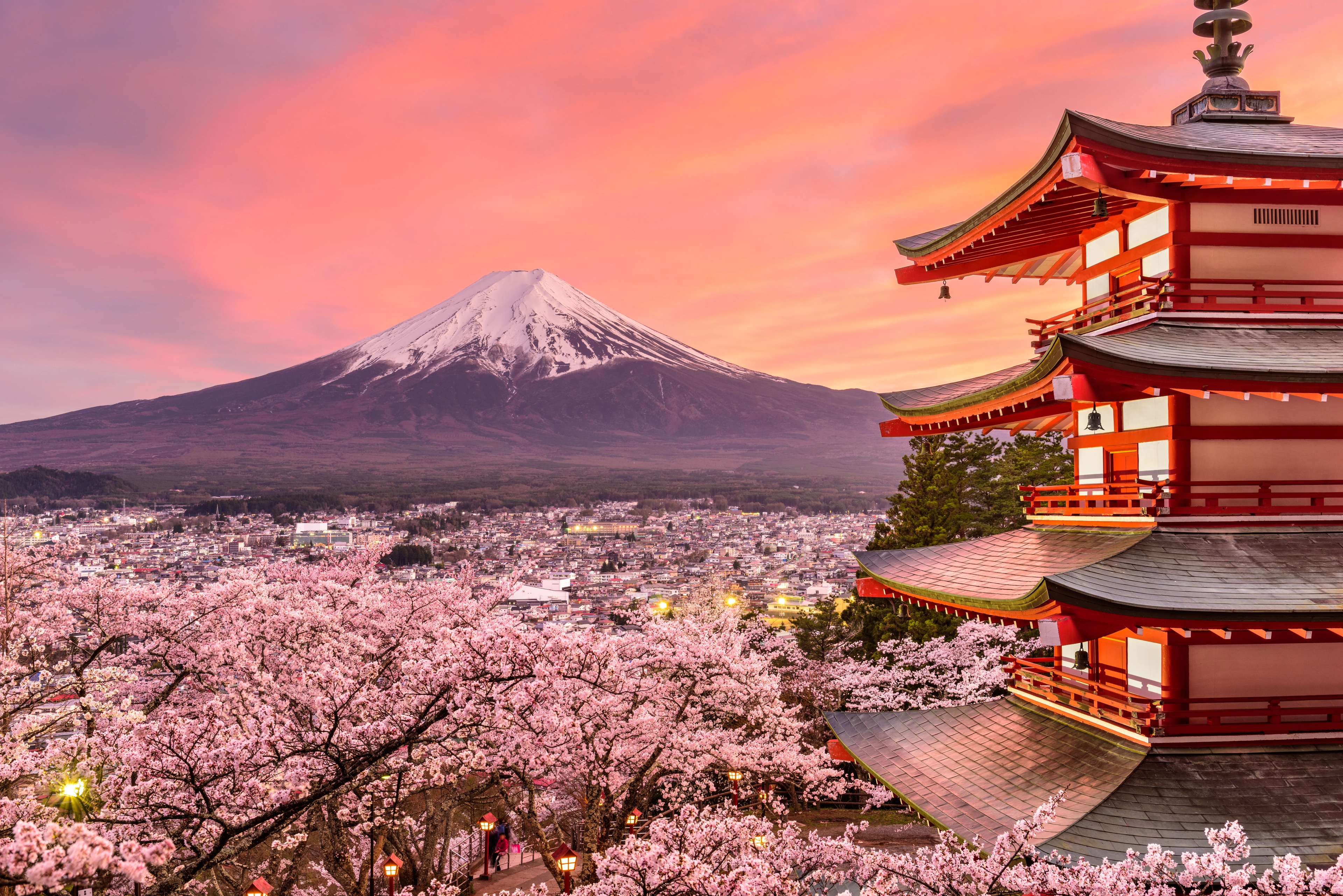 cherry blossom