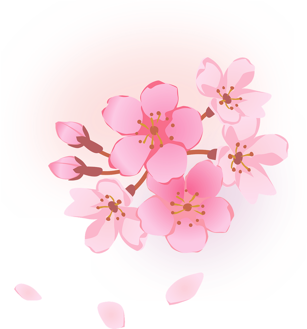 cherry blossoms clipart
