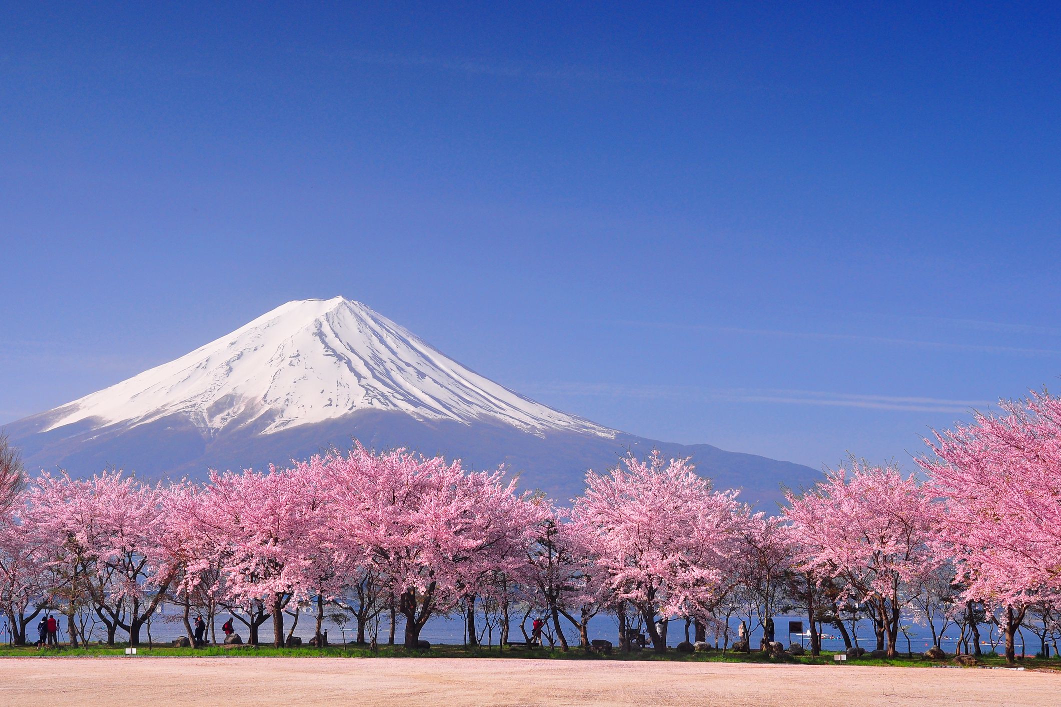 Japanese cherry blossom: 12 unusual things you should know