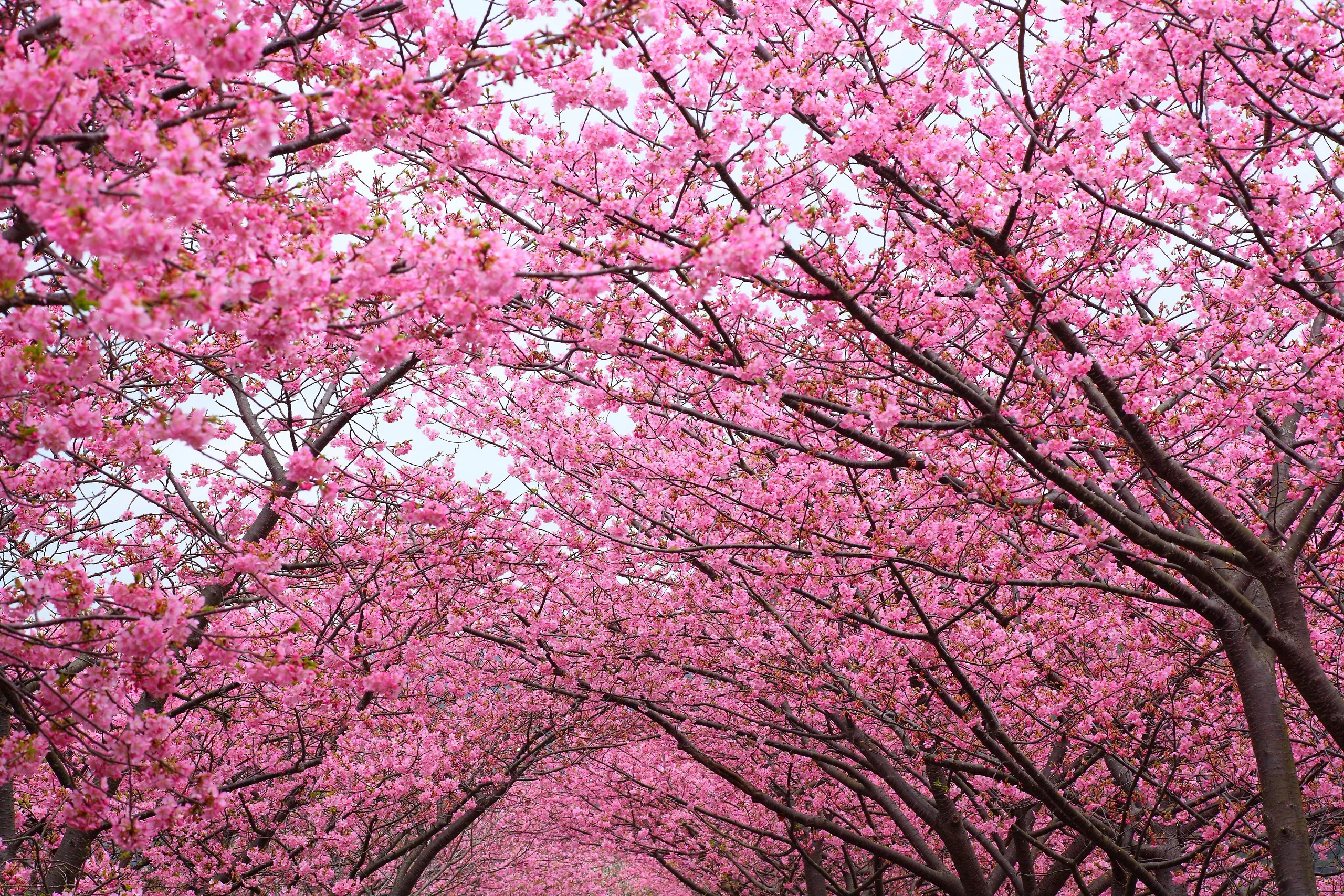 Cherry Blossom Tree | Review, Guide, &amp; Tips for Cherry Blossom Trees