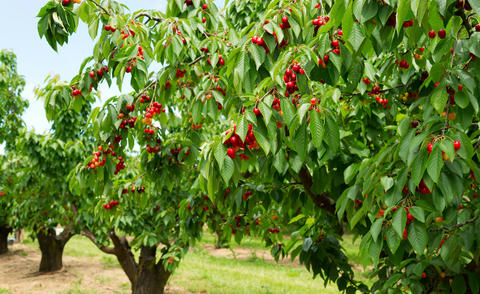 Cherry tree: Planting and Care Tips - myGarden.com
