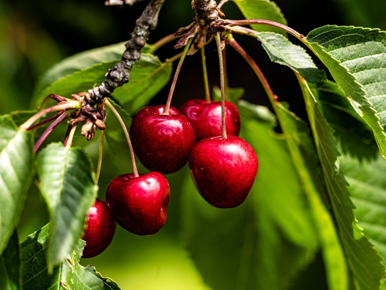 Growing Cherry Trees: Planting Cherry Trees In Your Garden ...