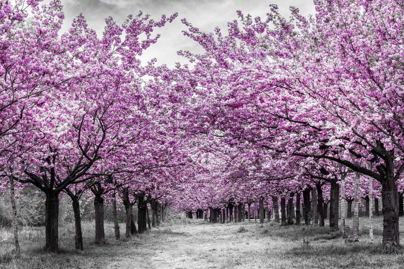 Kunstfoto Cherry trees in perfect bloom