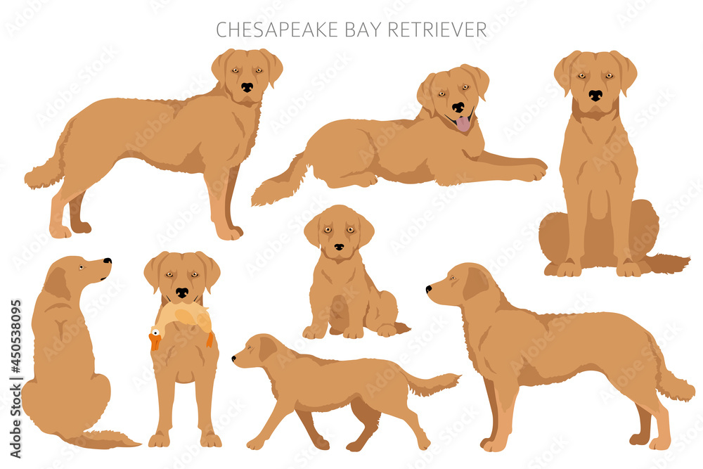 Chesapeake bay retriever clipart. Different poses, coat colors set ...