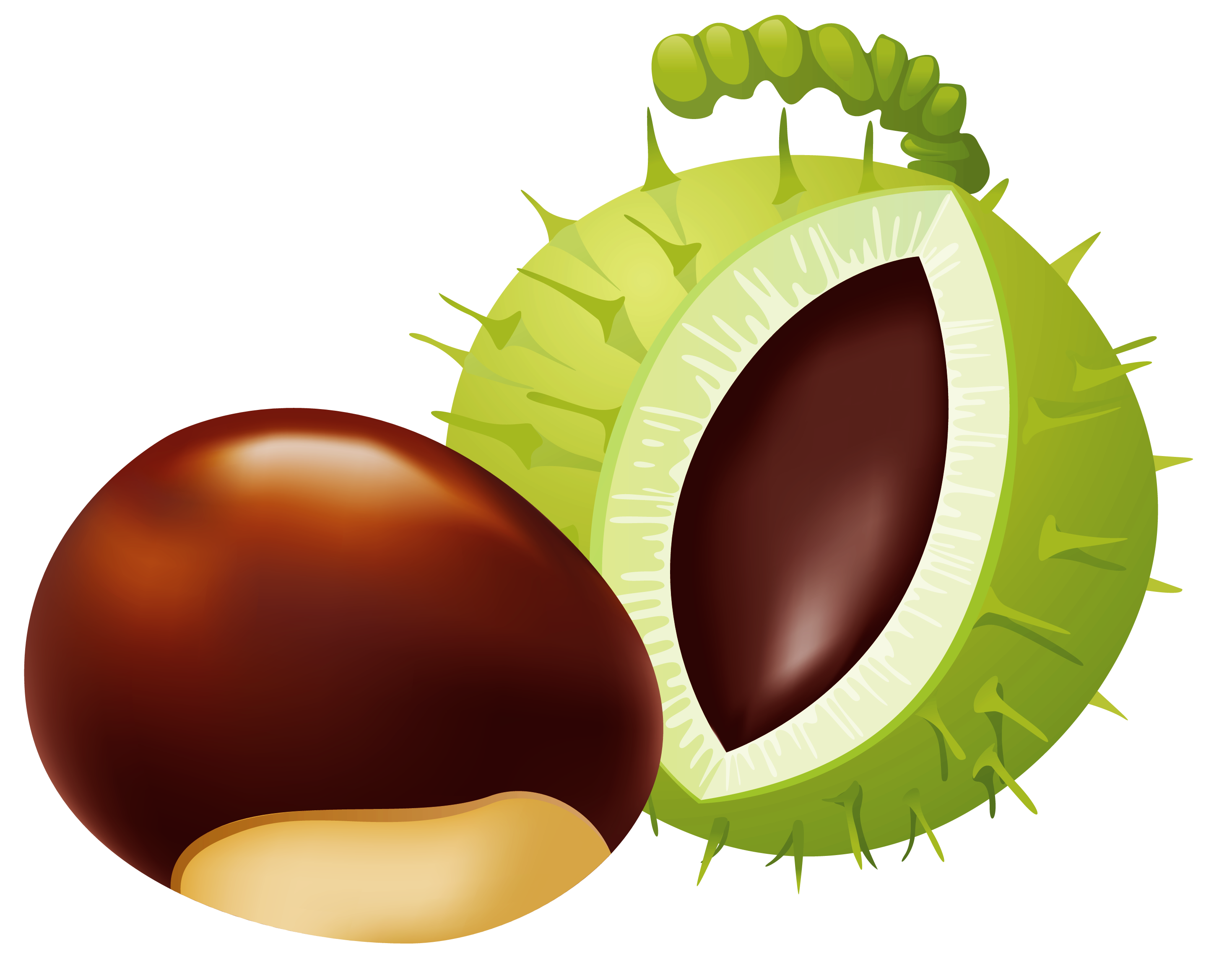 chestnut cliparts 2024