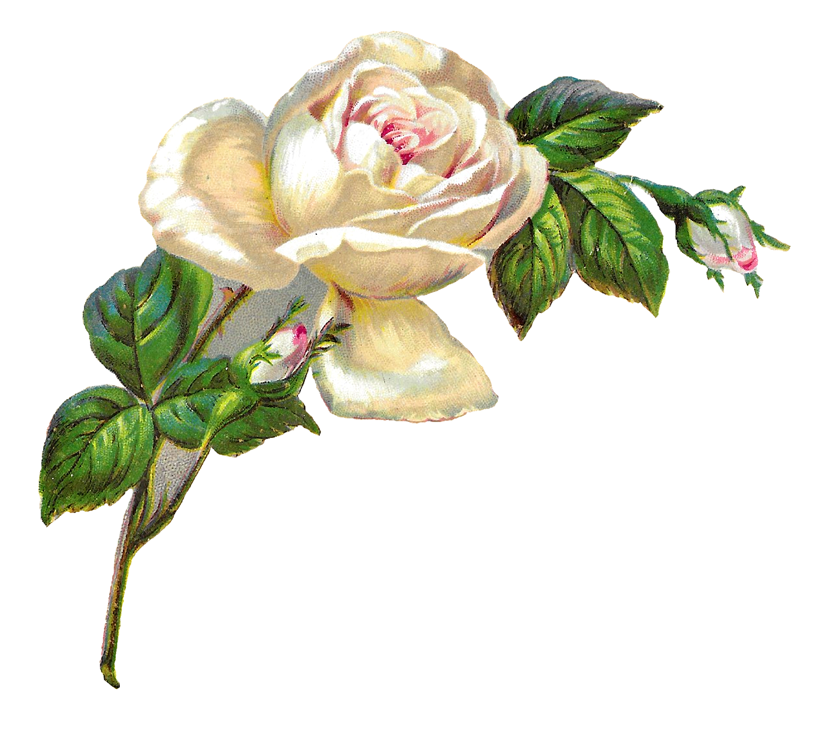 Antique Images: White Rose Shabby Chic Flower Image Clip Art ...