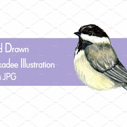 chickadee clipart 2024
