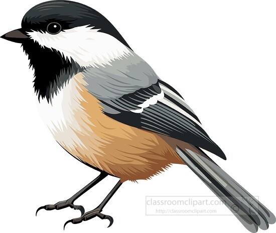 Bird Clipart-chickadee small songbird bird