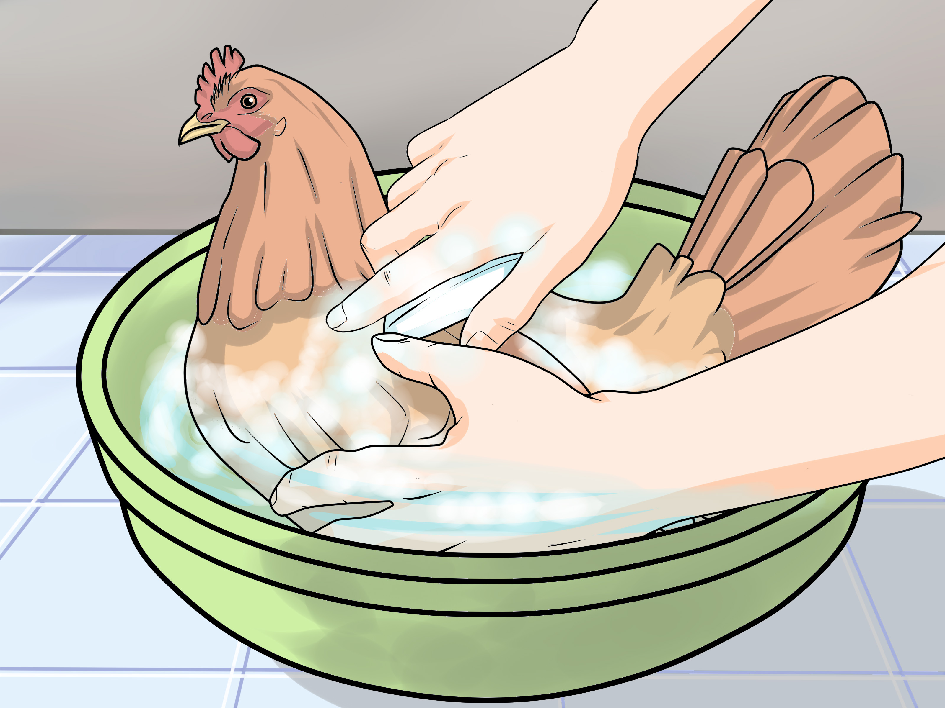 How to Take Care of Chickens (with Pictures) - wikiHow