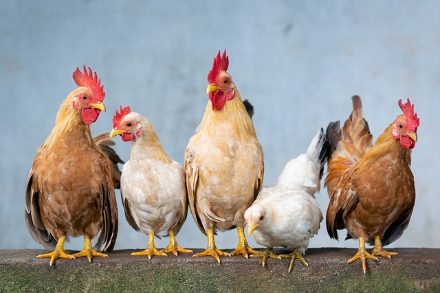 chicken images free