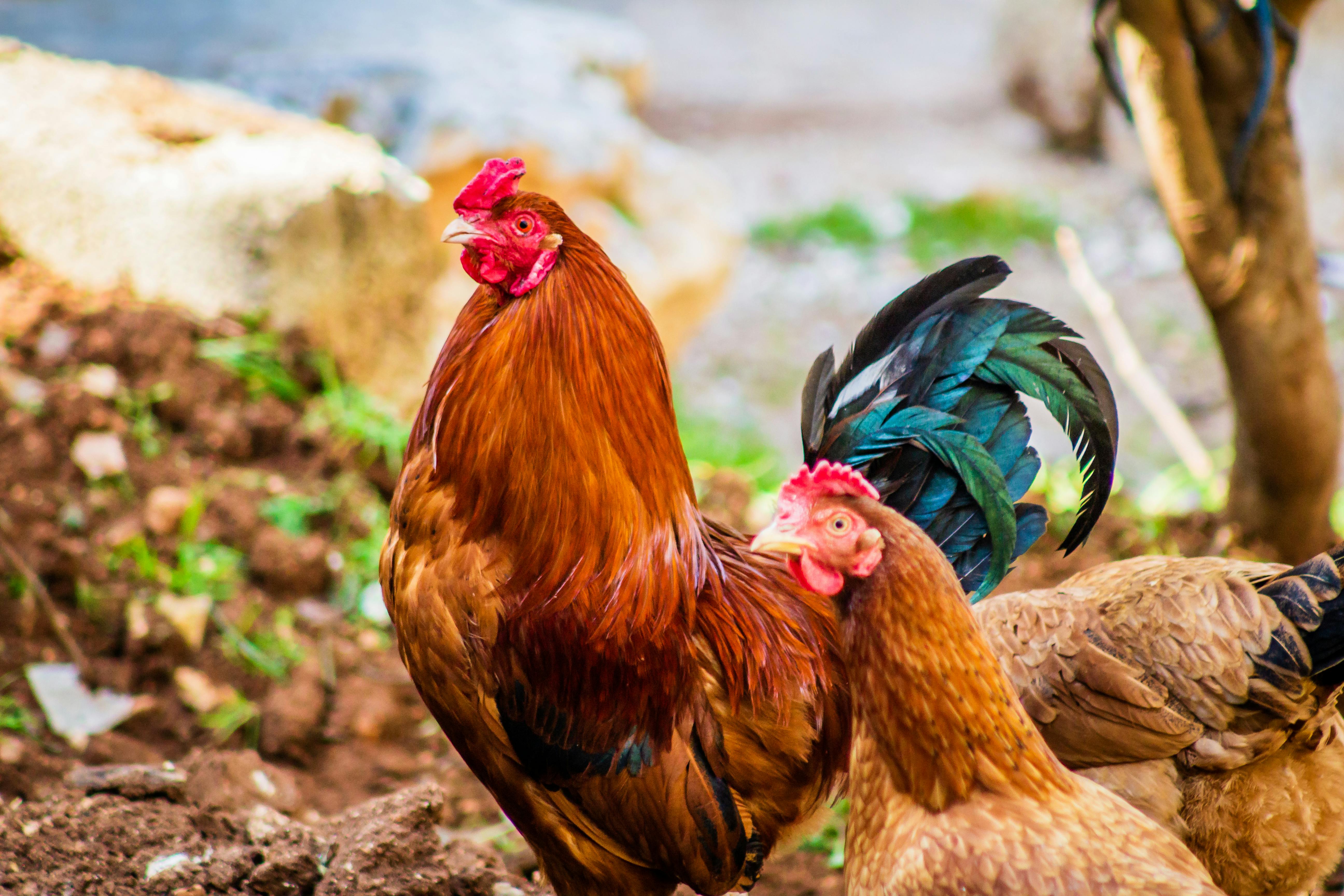 chicken images free