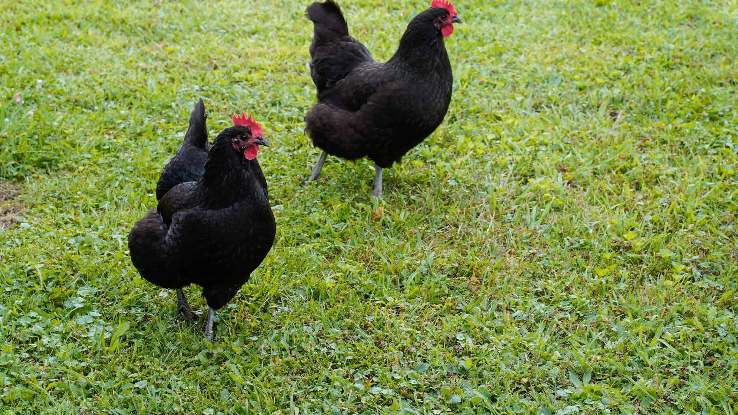21 Beautiful Black Chicken Breeds - A-Z Animals