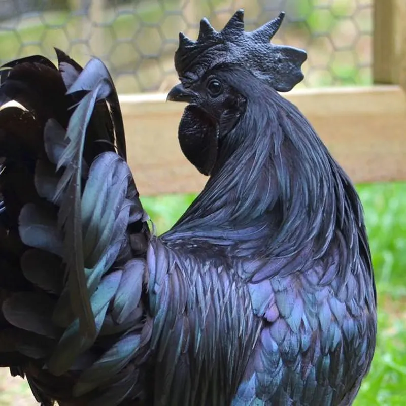 chickens black