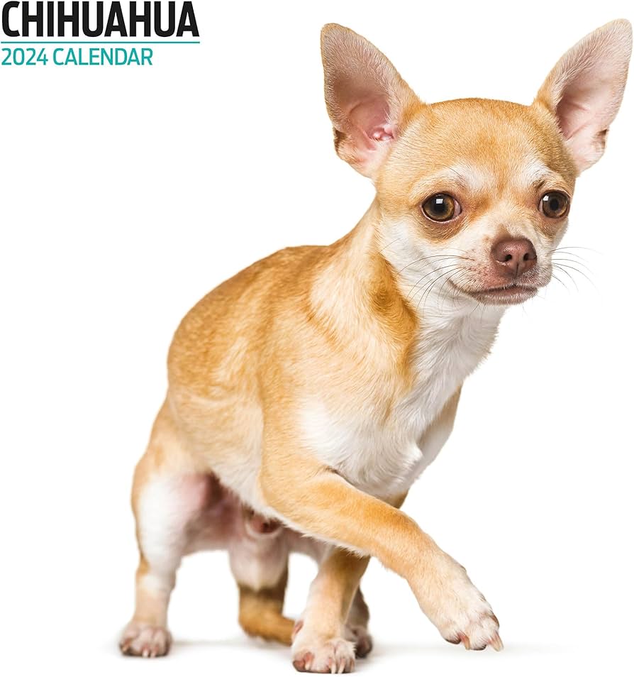 chihuahua cliparts 2024