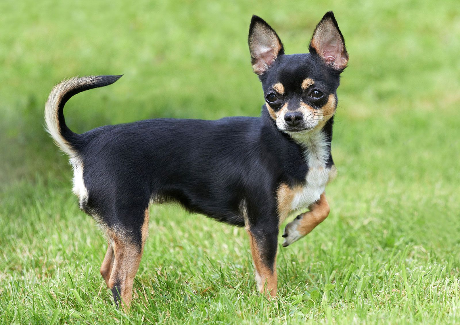 Chihuahua dog | Description, Temperament, Images, &amp; Facts | Britannica