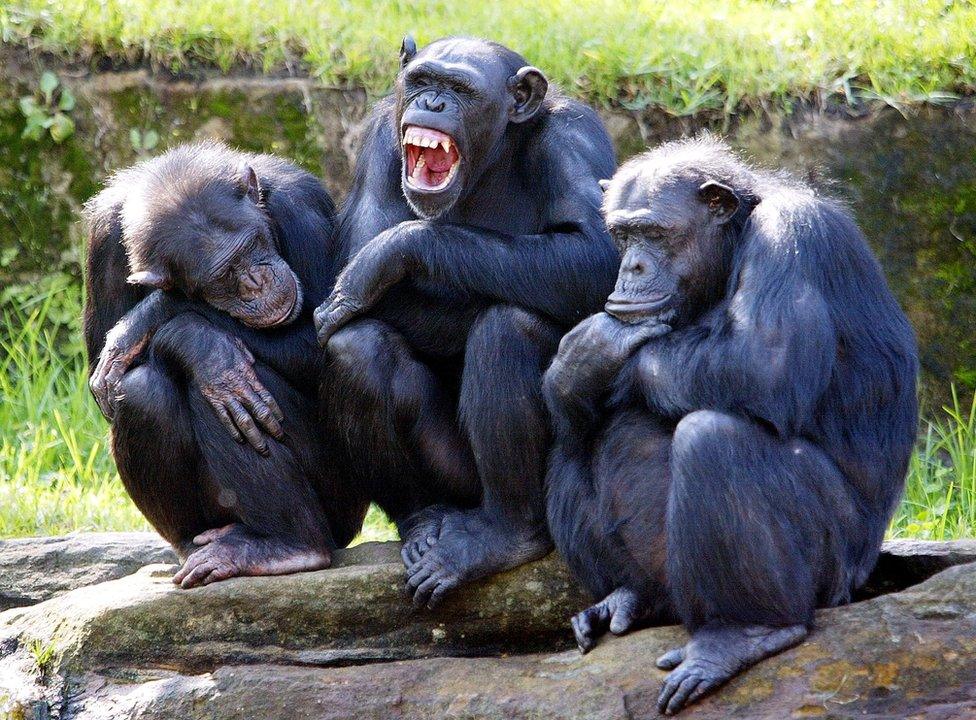 Chimps strength secrets explained - BBC News