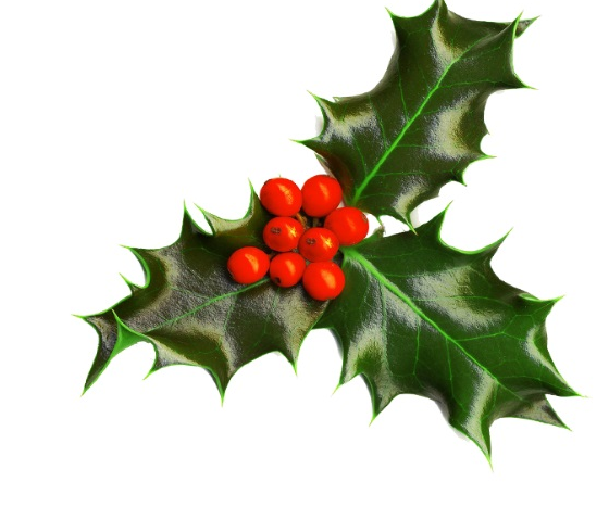 christmas holly photos