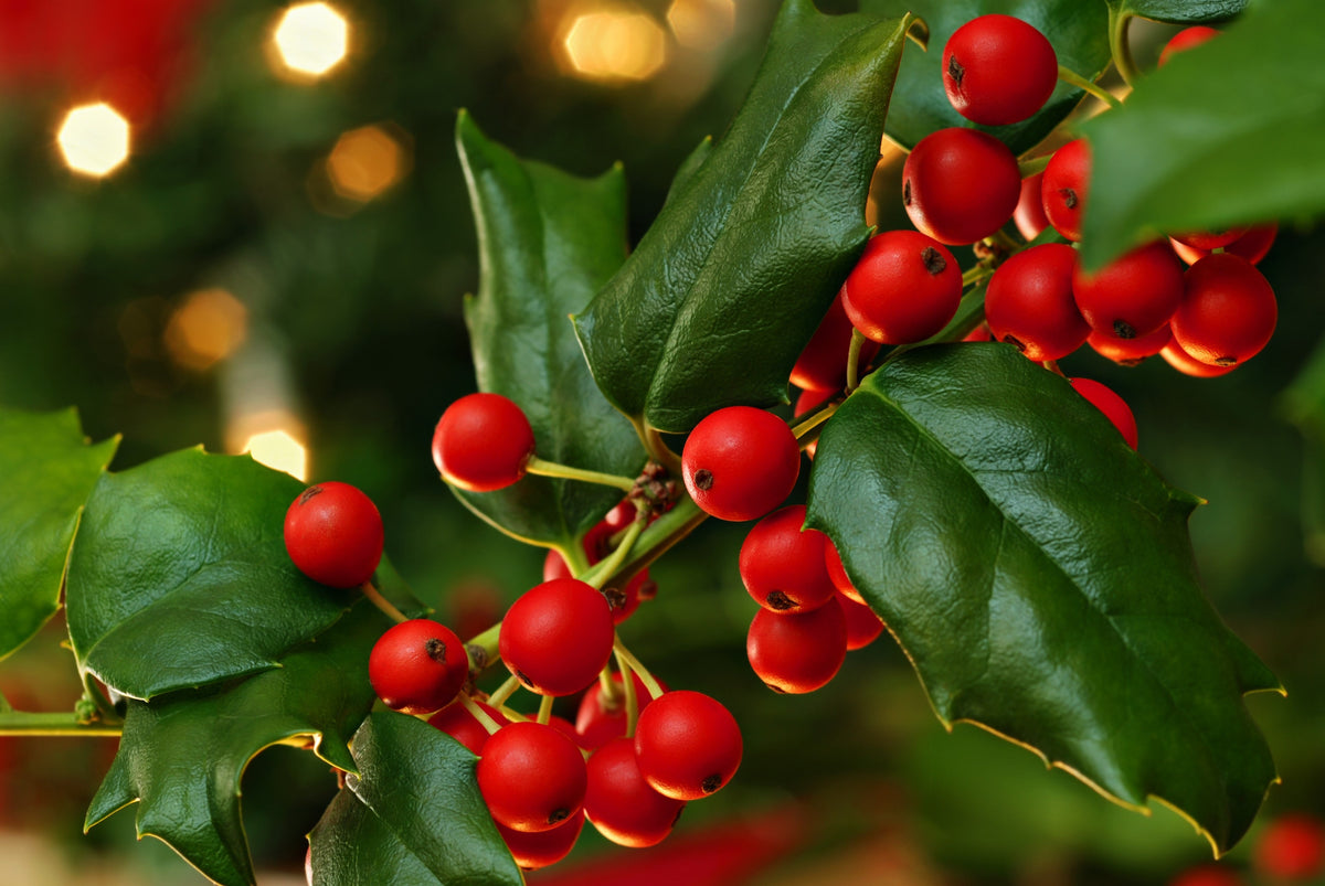 christmas holly photos