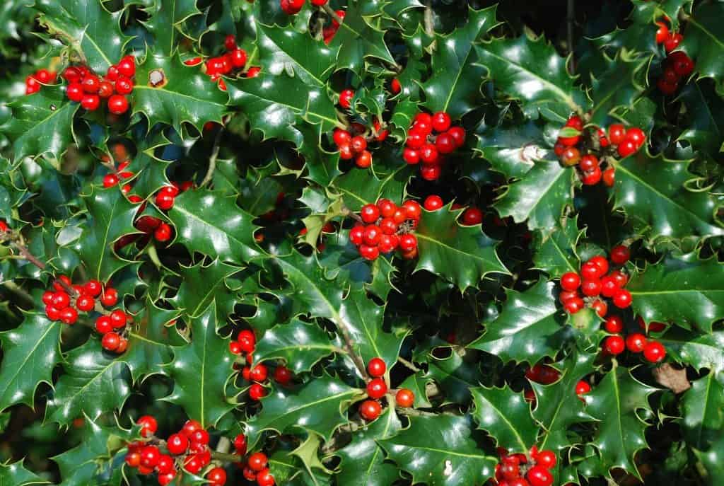 christmas holly photos