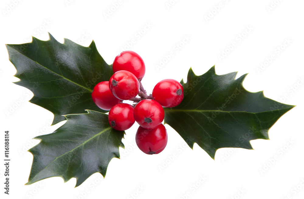 christmas holly picture
