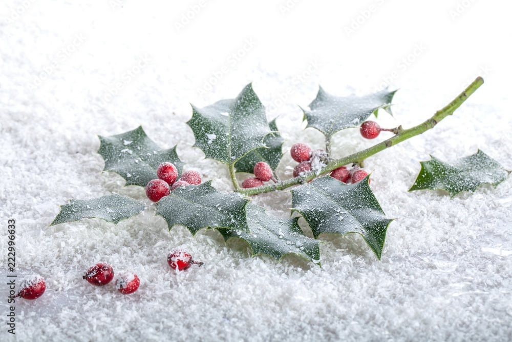 christmas holly pictures