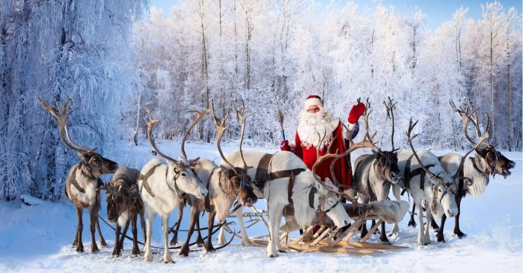 christmas reindeer photos