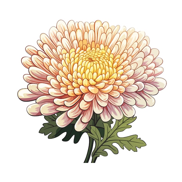 chrysanthemum clipart