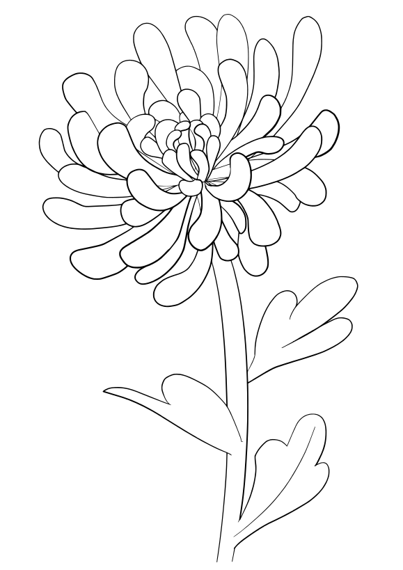 chrysanthemum coloring page