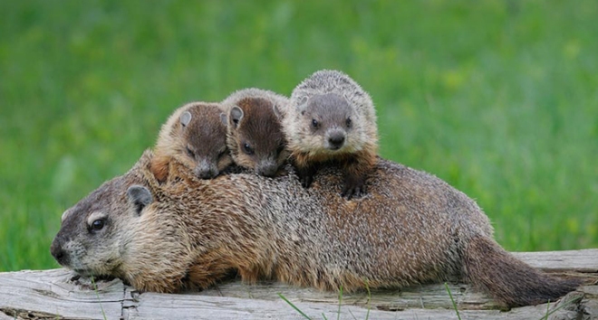 Whistle Pigs &amp; Chucklings!” – linda bergman-althouse ...