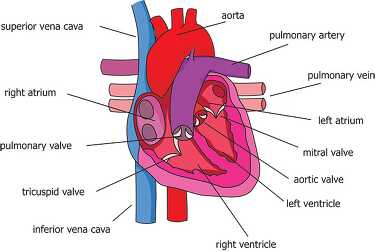 Anatomy Clipart-aorta parts of the heart circulatory system labeled 2